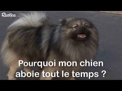 Pourquoi mon chien aboie tout le temps ?