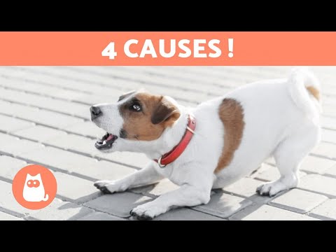 Pourquoi mon CHIOT GROGNE et MORDILLE ? 🐶 4 causes !