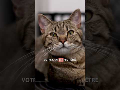 Pourquoi votre CHAT MIAULE COMME ÇA ? 🙀 Il vous parle !