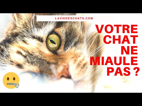 Pourquoi votre chat ne miaule pas ? 🐱