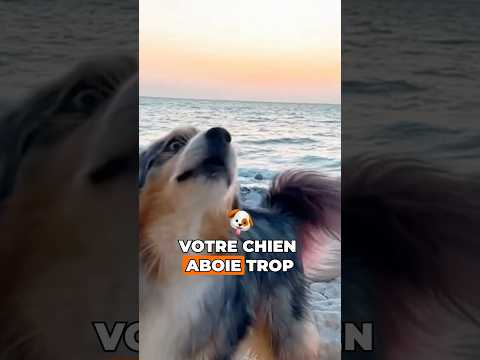 Pourquoi votre chien aboie ?