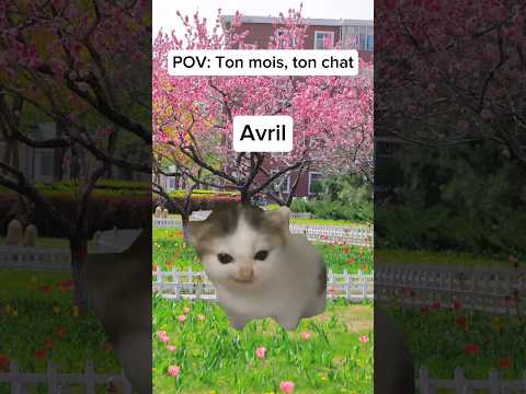 POV: Ton mois, ton chat #chat #humour #drole #catmemes