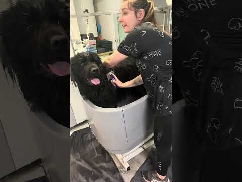 #puppy #grooming #chien #pets #toilettagecanin #humour #cutedog #vlog #pomeranian #husky