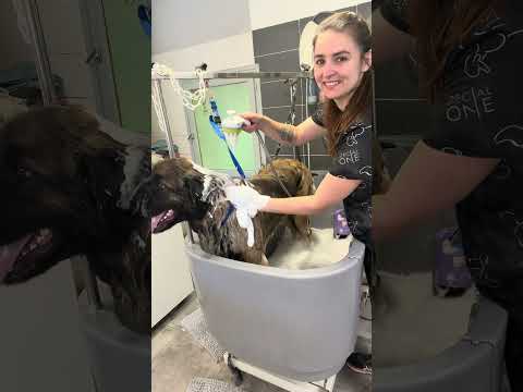 #puppy #grooming #chien #pets #toilettagecanin #humour #cutedog #vlog #pomeranian #husky