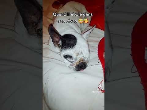 Quand il aboie dans ses rêves 🐶😴😅🥰