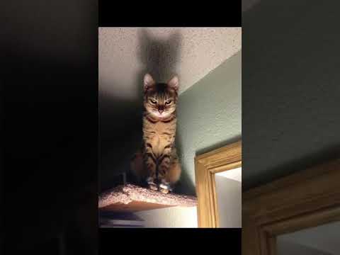 quand je vous dis que j’ai peur des chats 🐈