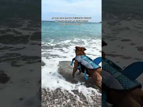 Quand mon chien comprends qu’il part enfin se baigner #chien #animaux