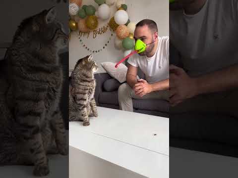 Quand on te met au defi de nourrir le chat sans les mains ! 😅