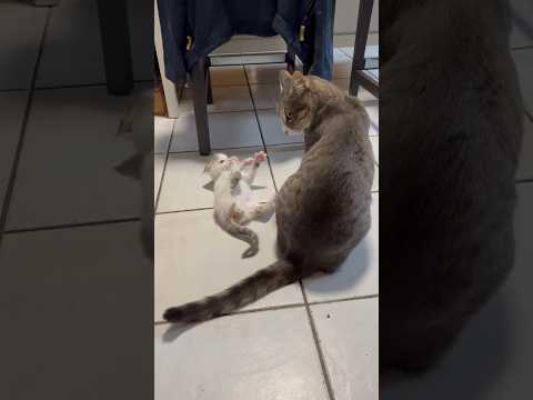 Quand ton chat s’occupe de l’indication d’un chaton sauvage #chaton #chat #chats #chatfou #cat