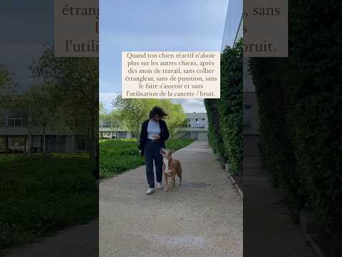 Quand ton chien réactif n’aboie plus sur les chiens, après des mois de travail 🧡 #educateurcanin