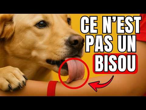 Quand ton chien te lèche, VOICI CE QUE CELA SIGNIFIE!