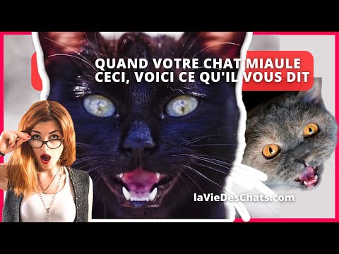 QUAND VOTRE CHAT MIAULE CECI, VOICI CE QU'IL VOUS DIT !