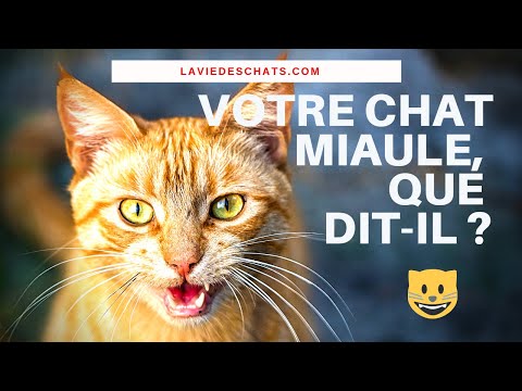 QUAND VOTRE CHAT MIAULE COMME ÇA, QUE DIT-IL ? 🐱