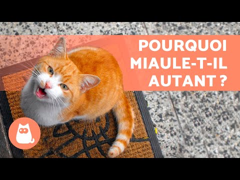 Que faire si mon CHAT miaule beaucoup ? 🐱🔊 (10 causes et solutions)