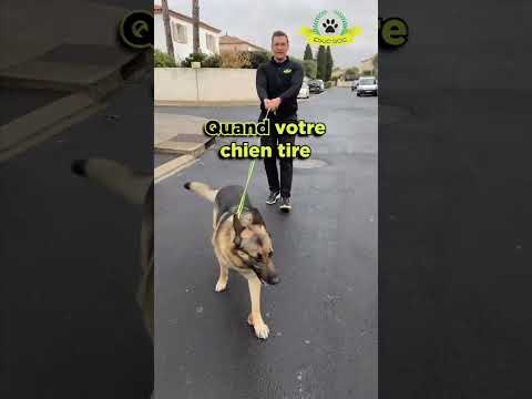 Que faire si ton chien tire en laisse comme un fou ?