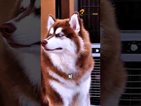 Quel chien correspond à ton moins de naissance ? #animaux #chien #rottweiler #husky #canecorso