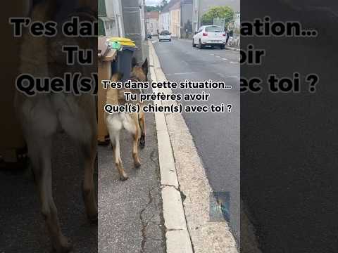 Quelle race de chiens aboie de la sorte ?