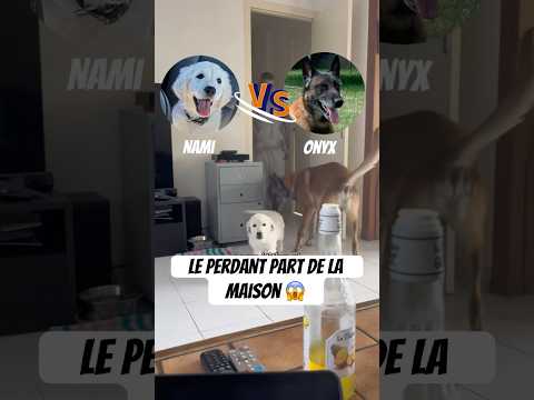 Qui va partir !😱✈️ #chien #goldenretriever #animaux #competition #amour