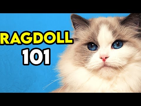 Ragdoll Cat 101 – Learn EVERYTHING About Them!