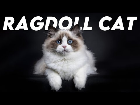 Ragdoll Cat Breed 101; Everything You Need to Know