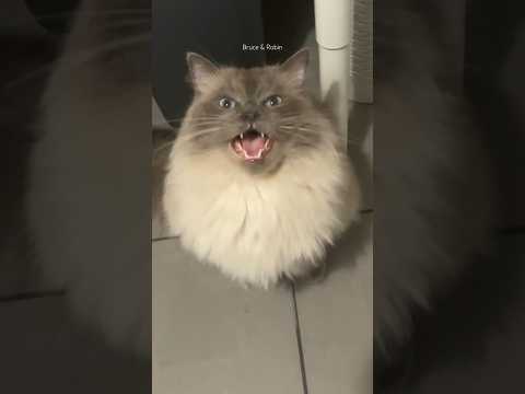 Ragdoll cat meows