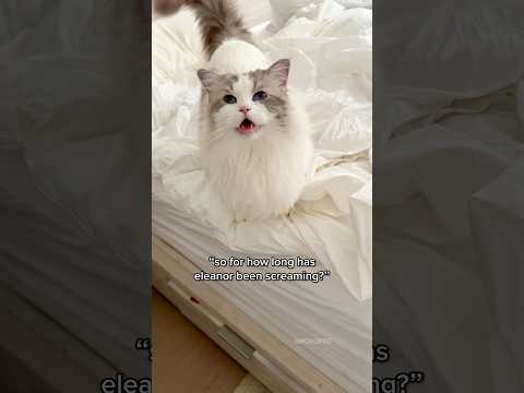 Ragdoll kitten likes to scream! #ragdolls #kitten #adorablecats