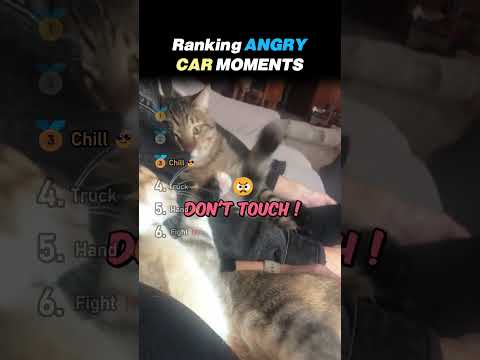 Ranking ANGRY CAT Core Moments!! 😾🔥