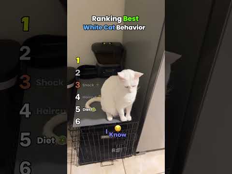 Ranking Best White Cat Behavior 📊 #cat #pets #shorts