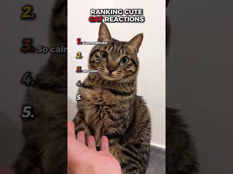 Ranking Cute Cat Reactions 😍 #shorts