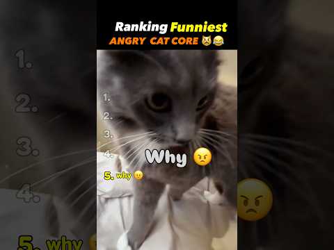 Ranking Funniest Angry Cat Core Moments 😂🐱