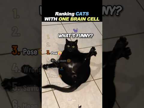 Ranking FUNNIEST One Brain Cell Cats! 🧠