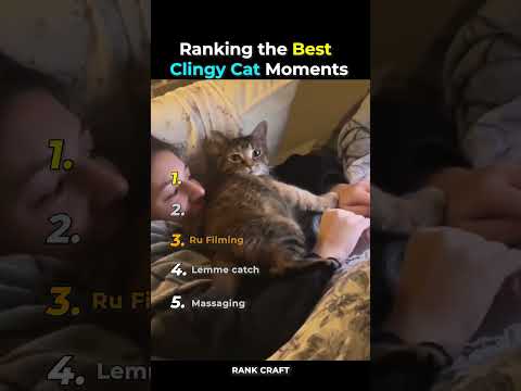 Ranking the Best Clingy Cat Moments 🐱 #cat #shorts #pets
