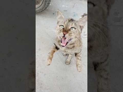 Real Cat Sound | Angry & Meowing Cat Reaction | The Animal Behavior Studio