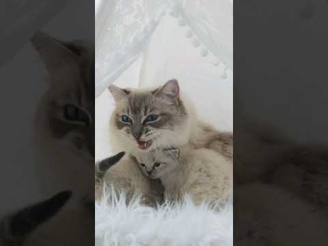 Ronronnement et Miaulement d'Amour ❤️ Chatons qui tétent
