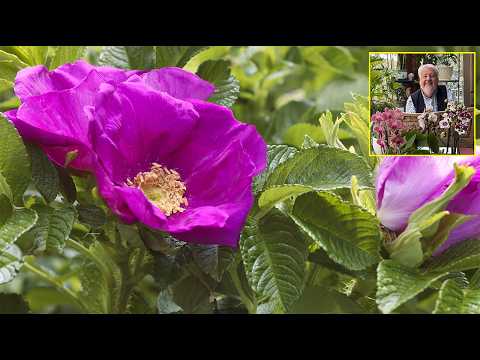 ROSIER RUGUEUX, FLEURS AU PARFUM SUBLIME POUR UNE HAIE IMPÉNÉTRABLE (Le Quotidien du Jardin N° 547)