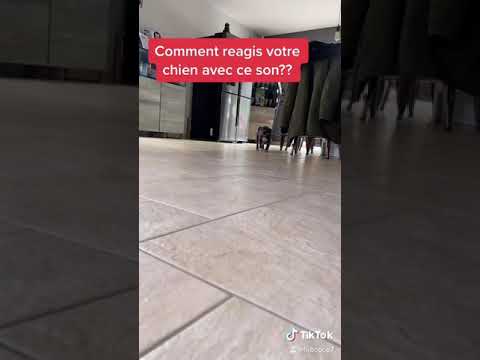 Rya ma petite staffie réagis au bruit de petit chiot