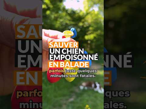SAUVER TON CHIEN EMPOISONNÉ EN BALADE 🐶🆘✅