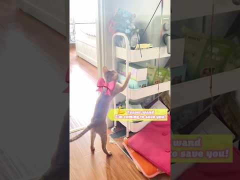 Save Operation#cats #cute #youtubeshort #youtubeshorts #cat #funny #fun #pet #cutebaby #pets #kitten