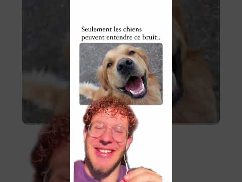 Seulement les chiens peuvent entendre ce bruit
