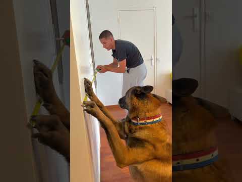 Seven le Bricoleur 😂😂 #chien #malinois