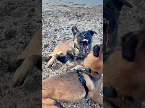 Seven se bagarre avec un autre chien 😅