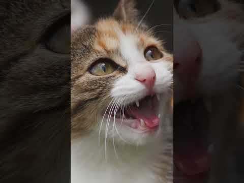 #Short chats en colère