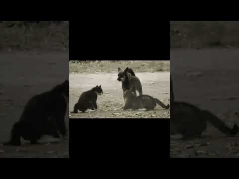 #shorts chats colère