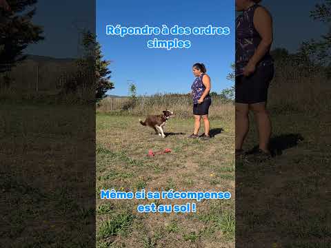 Si tu veux apprendre le slalom à ton chien