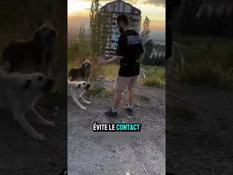 Si un chien te poursuit, ne cours pas – fais plutôt ça ! #Chien #ConseilsVie #Protection #DogTips