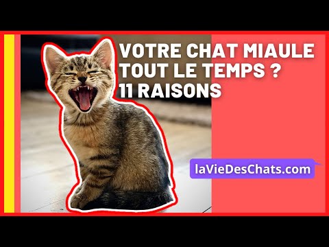 Si votre chat miaule tout le temps, 11 raisons ! 🗣️😺