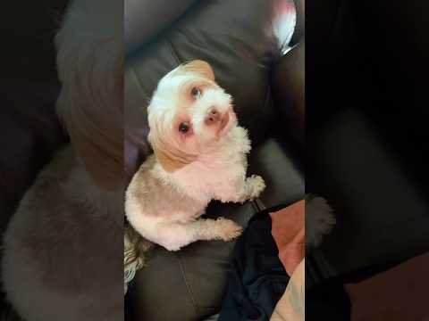 Skinwalker dog Merlin