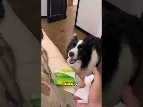 Smart dog helps owner