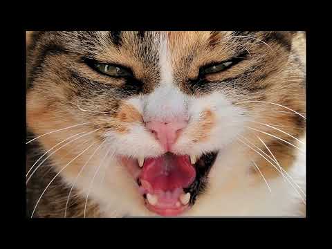 sound effect angry cat (chat en colère)