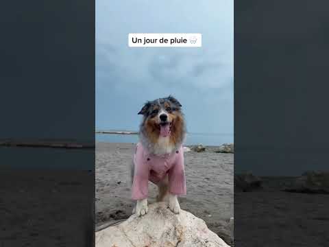 Sous la pluie avec Mélody 🥰 #chien #animal #bergeraustralien #cutedog